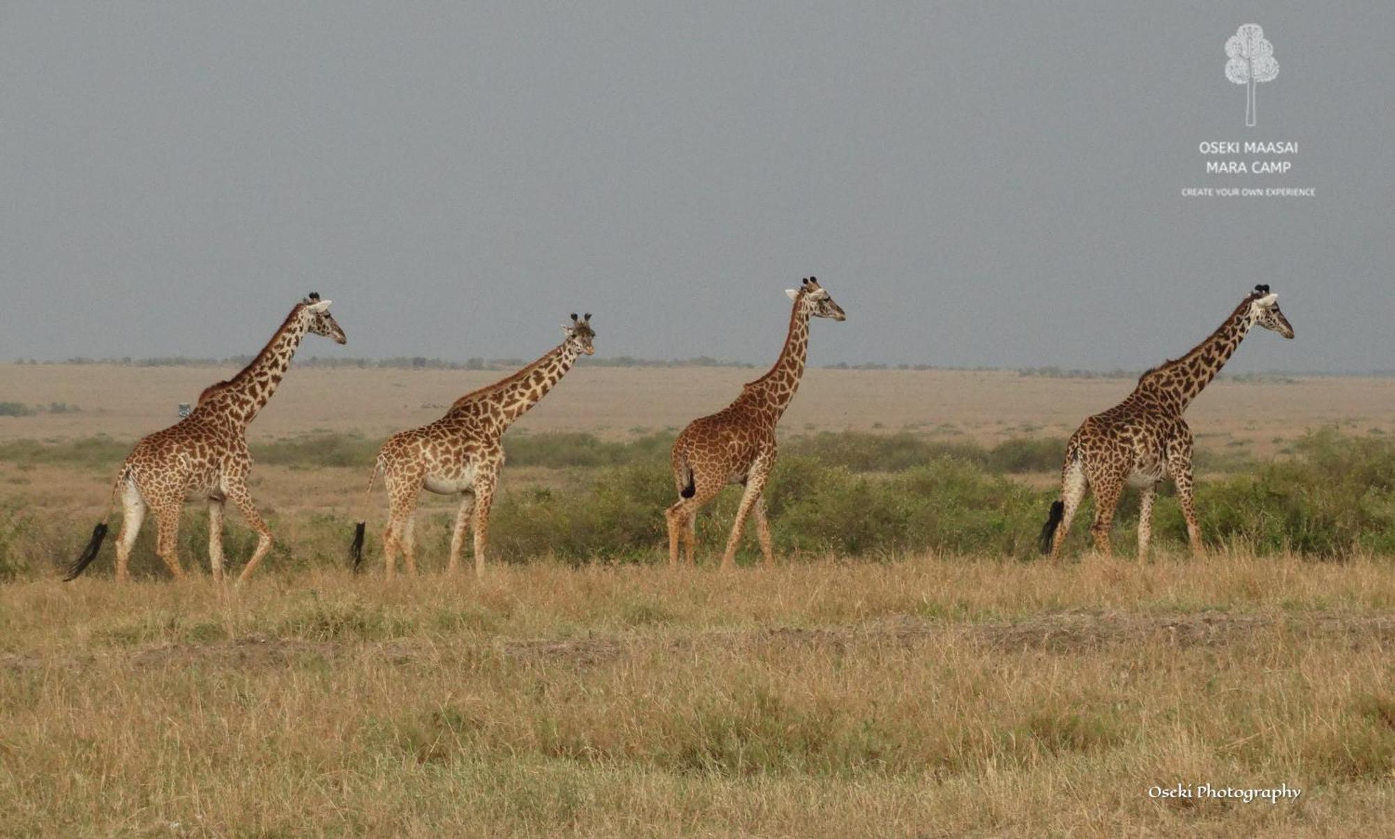 Oseki Maasai Mara Camp Hotel Narok Ngoại thất bức ảnh