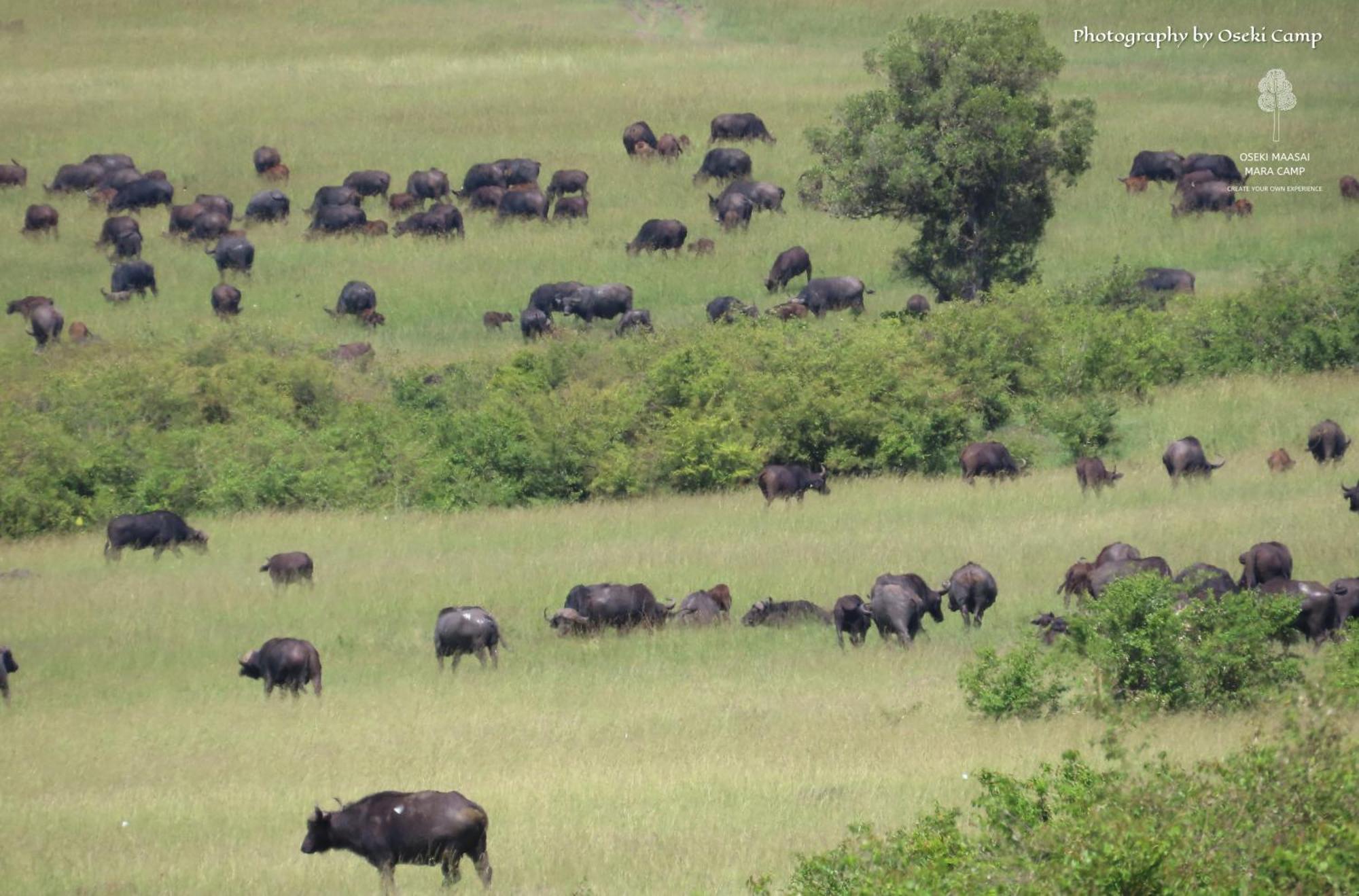 Oseki Maasai Mara Camp Hotel Narok Ngoại thất bức ảnh