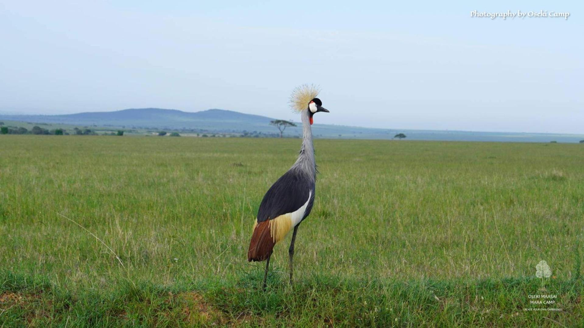 Oseki Maasai Mara Camp Hotel Narok Ngoại thất bức ảnh