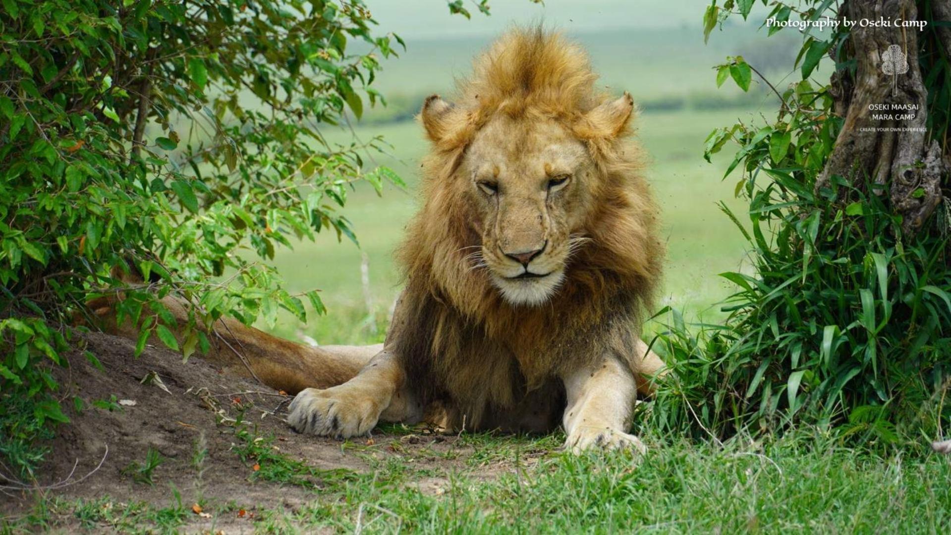 Oseki Maasai Mara Camp Hotel Narok Ngoại thất bức ảnh