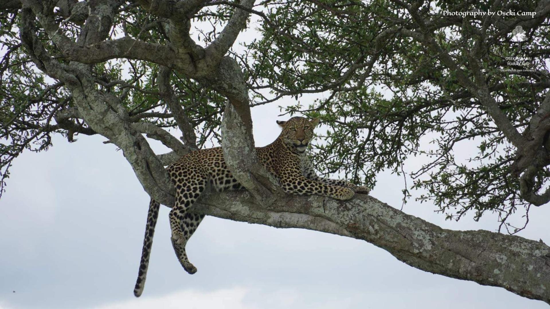 Oseki Maasai Mara Camp Hotel Narok Ngoại thất bức ảnh
