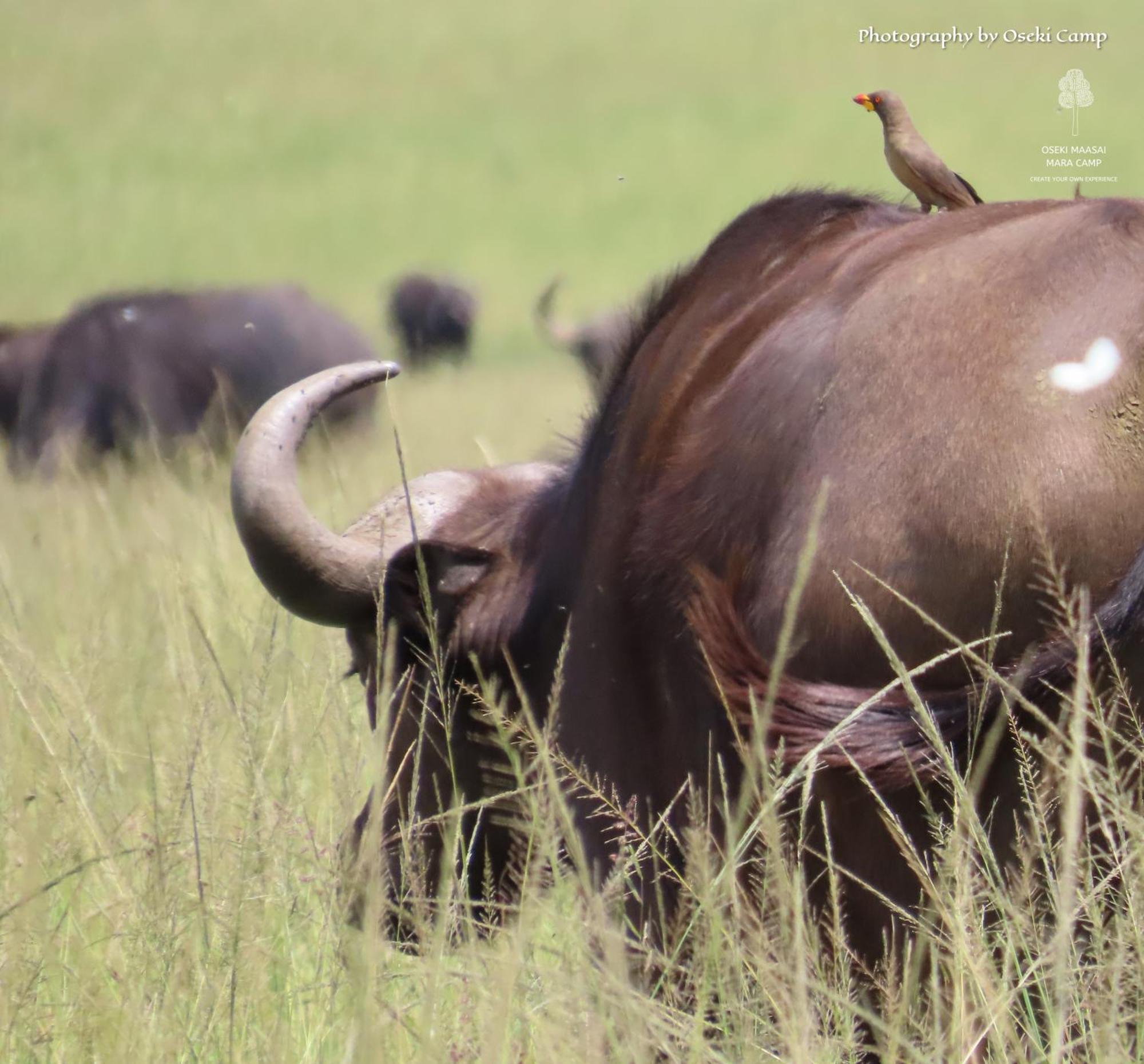 Oseki Maasai Mara Camp Hotel Narok Ngoại thất bức ảnh