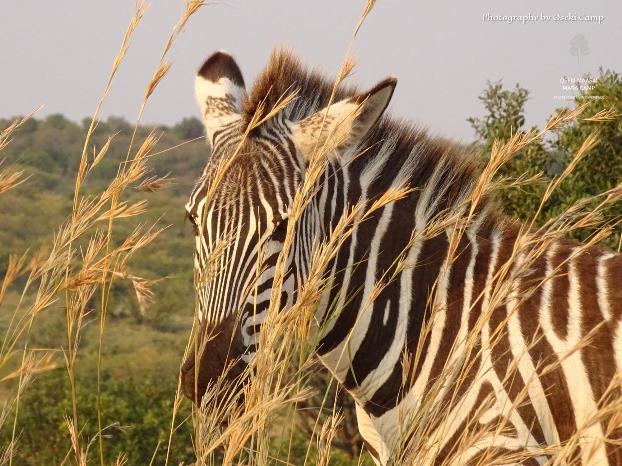 Oseki Maasai Mara Camp Hotel Narok Ngoại thất bức ảnh