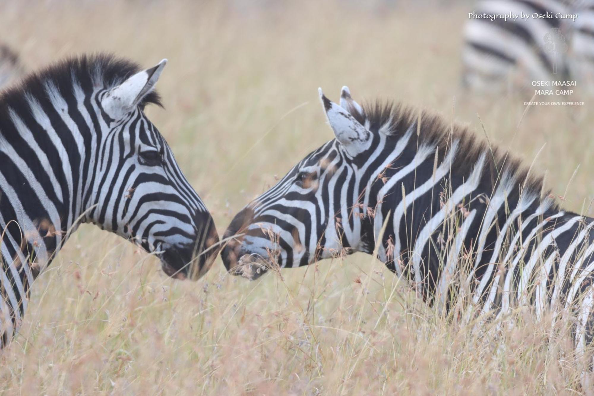 Oseki Maasai Mara Camp Hotel Narok Ngoại thất bức ảnh