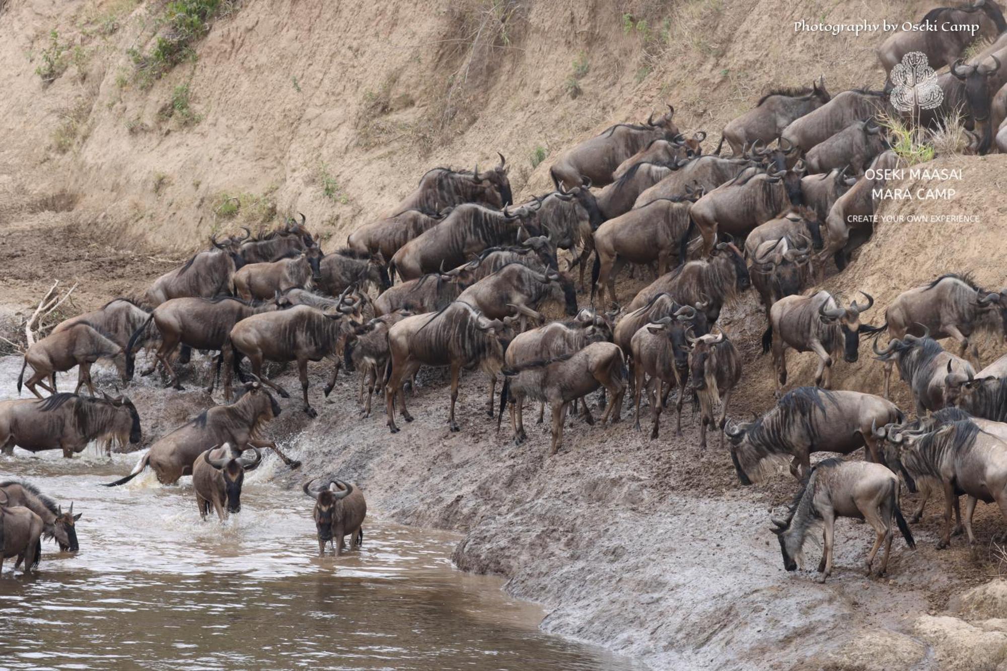Oseki Maasai Mara Camp Hotel Narok Ngoại thất bức ảnh