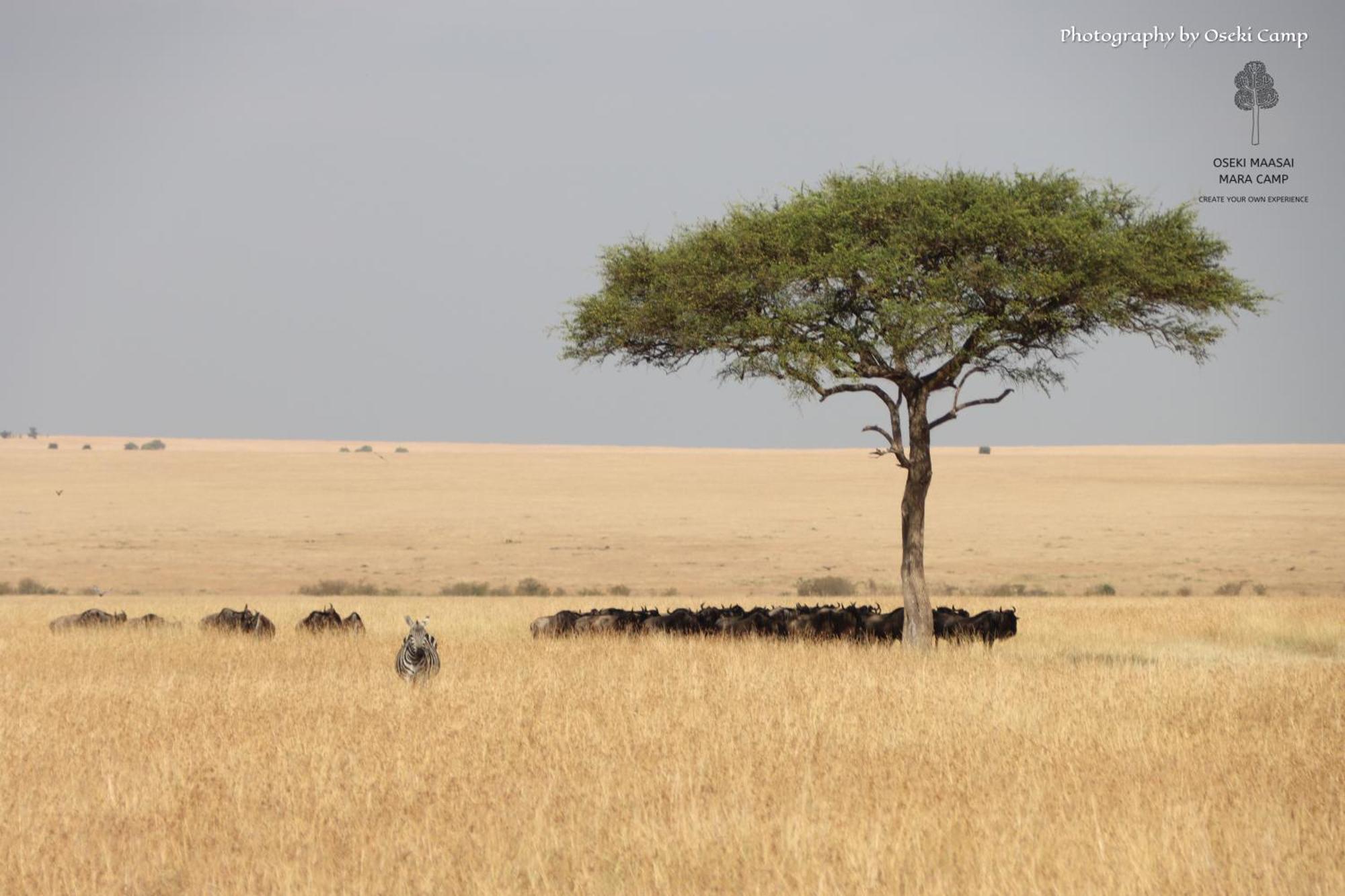 Oseki Maasai Mara Camp Hotel Narok Ngoại thất bức ảnh