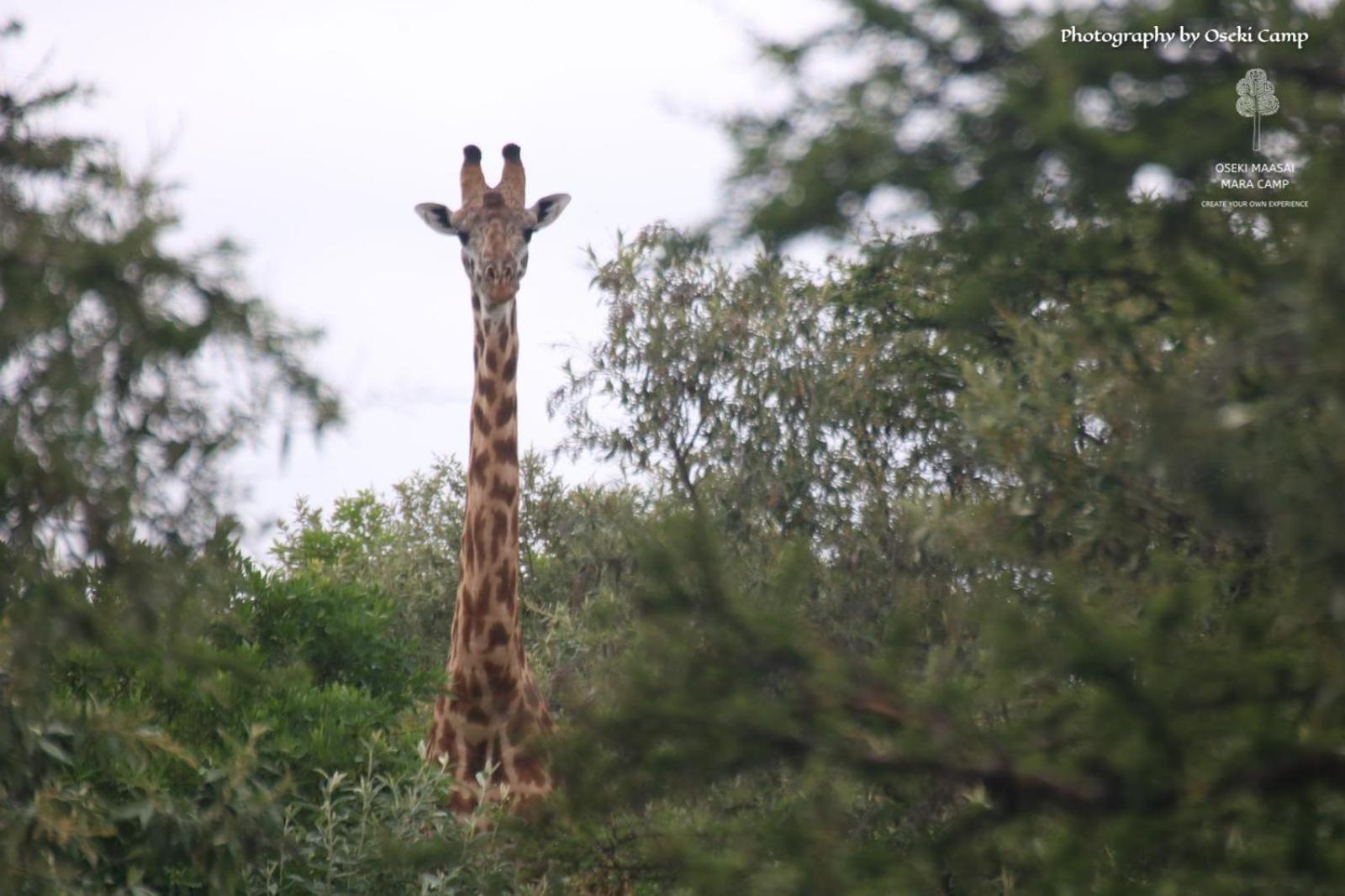 Oseki Maasai Mara Camp Hotel Narok Ngoại thất bức ảnh
